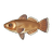 Smallscale Toothfish