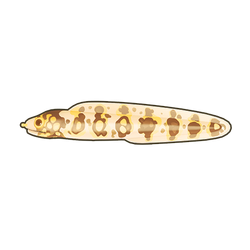 Snowflake Moray Icon.png