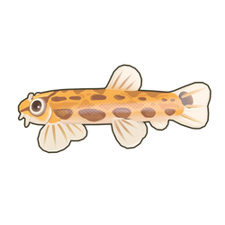 Spined Loach Icon.png