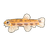 Spined Loach