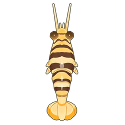 Striped Bumblebee Shrimp Icon.png