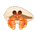 Striped Hermit Crab