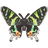 Sunset Moth