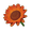 Tangerine Sunflower
