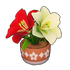 Tricolor Potted Amaryllis