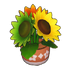 Tricolor Potted Sunflower