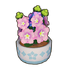 Two-Tone Potted Violet