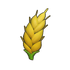 Wheat
