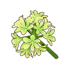 White Agapanthus Icon.png