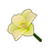 White Amaryllis