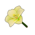 White Amaryllis