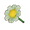 White Daisy