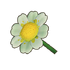 White Daisy