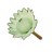 White King Protea