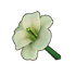 White Lily