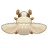 White Scarab Beetle