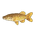 Whitespotted Pike