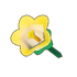 Yellow Bellflower