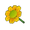 Yellow Daisy