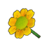 Yellow Daisy