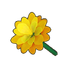 Yellow Dwarf Dahlia