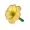 Yellow Lily