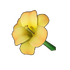 Yellow Lily