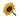 Yellow Sunflower