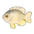 Yellowfin Seabream