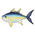 Yellowfin Tuna