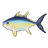 Yellowfin Tuna