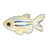 Zebrafish